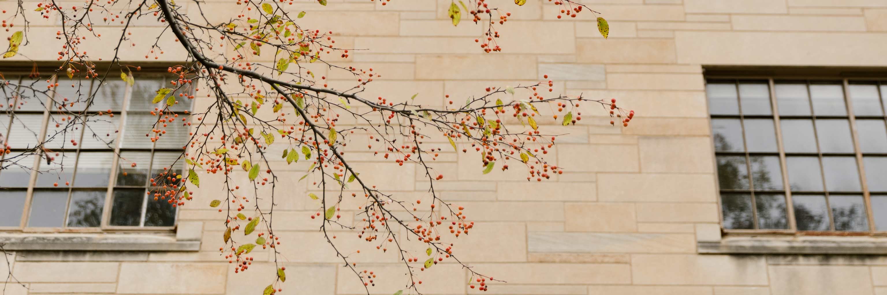 A tree branch with red berries hanging in front of a classroom building.