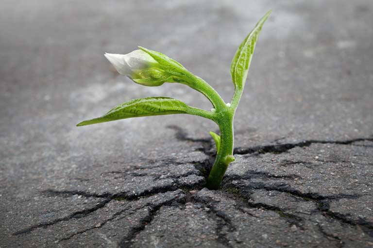 A small sprout of a flowering plant.